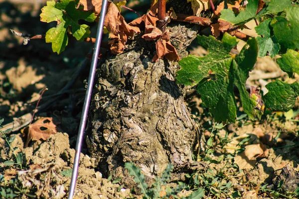 Fransa Eylül 2020 Reims Kırsalındaki Taittinger Champagne House Vineyard Götürüyor — Stok fotoğraf