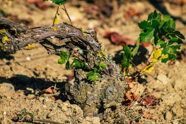 Fransa 'yı 22 Eylül 2020' de Reims kırsalındaki Taittinger Champagne House Vineyard 'a götürüyor. Taittinger, istisnai ürünler yaratma hizmetinde...