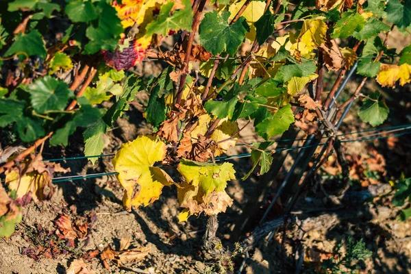 Reims Frankrijk September 2020 Uitzicht Taittinger Champagne Huis Wijngaard Het — Stockfoto