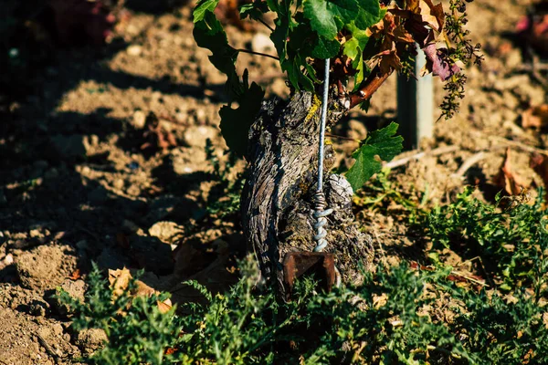 Fransa Eylül 2020 Reims Kırsalındaki Taittinger Champagne House Vineyard Götürüyor — Stok fotoğraf