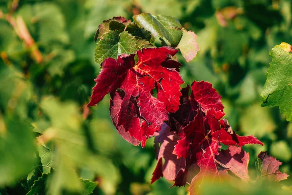 Fransa 'yı 22 Eylül 2020' de Reims kırsalındaki Taittinger Champagne House Vineyard 'a götürüyor. Taittinger, istisnai ürünler yaratma hizmetinde...
