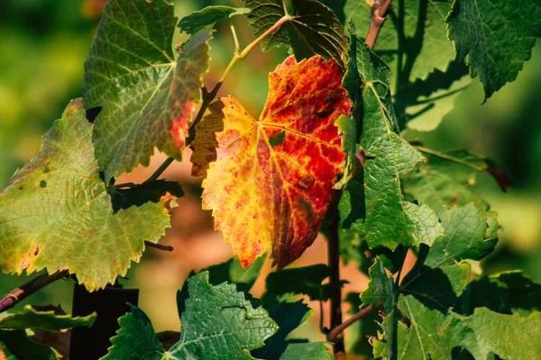 Fransa 'yı 22 Eylül 2020' de Reims kırsalındaki Taittinger Champagne House Vineyard 'a götürüyor. Taittinger, istisnai ürünler yaratma hizmetinde...