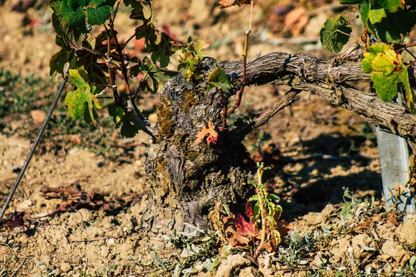 Fransa 'yı 22 Eylül 2020' de Reims kırsalındaki Taittinger Champagne House Vineyard 'a götürüyor. Taittinger, istisnai ürünler yaratma hizmetinde...