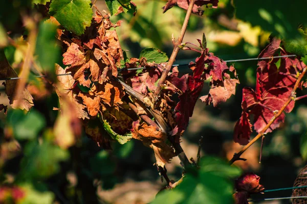 Fransa 'yı 22 Eylül 2020' de Reims kırsalındaki Taittinger Champagne House Vineyard 'a götürüyor. Taittinger, istisnai ürünler yaratma hizmetinde...