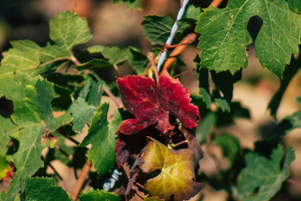 Fransa 'yı 22 Eylül 2020' de Reims kırsalındaki Taittinger Champagne House Vineyard 'a götürüyor. Taittinger, istisnai ürünler yaratma hizmetinde...