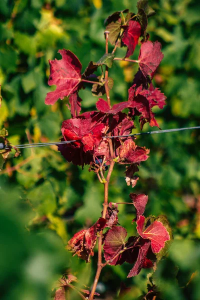 Reims Frankreich September 2020 Blick Auf Den Weinberg Des Taittinger — Stockfoto