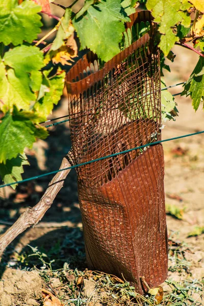 Fransa Eylül 2020 Reims Kırsalındaki Taittinger Champagne House Vineyard Götürüyor — Stok fotoğraf