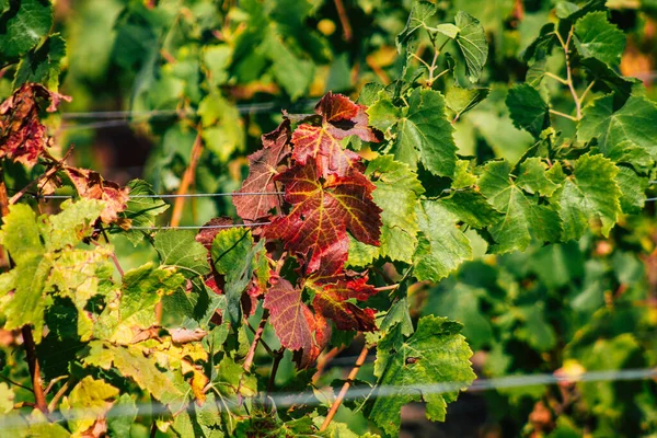 Reims Franciaország Szeptember 2020 View Taittinger Champagne House Vineyard Early — Stock Fotó