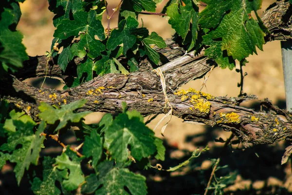 Fransa 'yı 22 Eylül 2020' de Reims kırsalındaki Taittinger Champagne House Vineyard 'a götürüyor. Taittinger, istisnai ürünler yaratma hizmetinde...