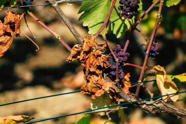 Fransa Eylül 2020 Reims Kırsalındaki Taittinger Champagne House Vineyard Götürüyor — Stok fotoğraf