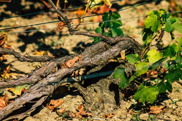 Fransa Eylül 2020 Reims Kırsalındaki Taittinger Champagne House Vineyard Götürüyor — Stok fotoğraf