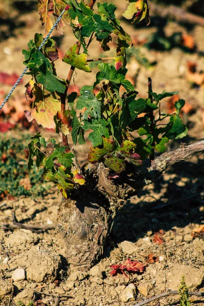 Reims Franciaország Szeptember 2020 View Taittinger Champagne House Vineyard Early — Stock Fotó