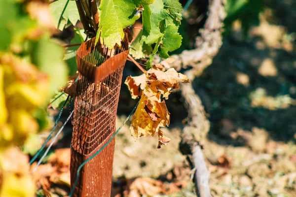 Reims Francie Září 2020 Pohled Vinici Taittinger Champagne House Začátku — Stock fotografie