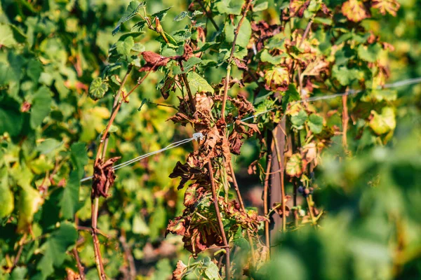 Reims Frankreich September 2020 Blick Auf Den Weinberg Des Taittinger — Stockfoto