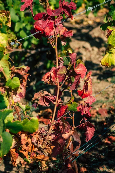 Fransa 'yı 22 Eylül 2020' de Reims kırsalındaki Taittinger Champagne House Vineyard 'a götürüyor. Taittinger, istisnai ürünler yaratma hizmetinde...