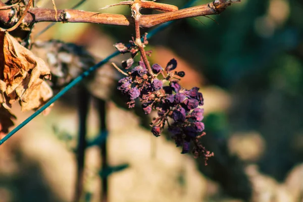 Reims Francia Septiembre 2020 Vista Taittinger Champagne House Viñedo Principios — Foto de Stock