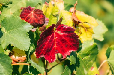Fransa 'yı 22 Eylül 2020' de Reims kırsalındaki Taittinger Champagne House Vineyard 'a götürüyor. Taittinger, istisnai ürünler yaratma hizmetinde...