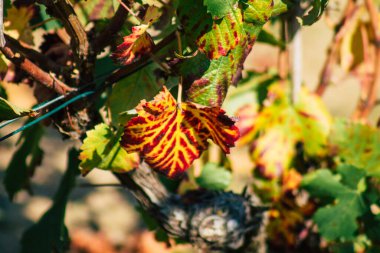 Fransa 'yı 22 Eylül 2020' de Reims kırsalındaki Taittinger Champagne House Vineyard 'a götürüyor. Taittinger, istisnai ürünler yaratma hizmetinde...