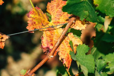 Fransa 'yı 22 Eylül 2020' de Reims kırsalındaki Taittinger Champagne House Vineyard 'a götürüyor. Taittinger, istisnai ürünler yaratma hizmetinde...