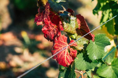 Fransa 'yı 22 Eylül 2020' de Reims kırsalındaki Taittinger Champagne House Vineyard 'a götürüyor. Taittinger, istisnai ürünler yaratma hizmetinde...