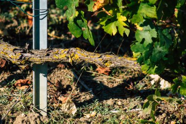 Fransa 'yı 22 Eylül 2020' de Reims kırsalındaki Taittinger Champagne House Vineyard 'a götürüyor. Taittinger, istisnai ürünler yaratma hizmetinde...