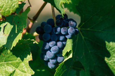 Fransa 'yı 22 Eylül 2020' de Reims kırsalındaki Taittinger Champagne House Vineyard 'a götürüyor. Taittinger, istisnai ürünler yaratma hizmetinde...