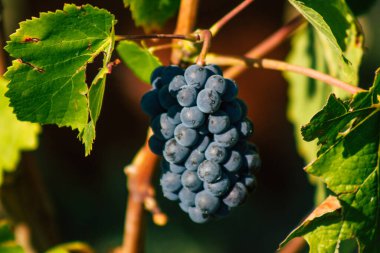 Fransa 'yı 22 Eylül 2020' de Reims kırsalındaki Taittinger Champagne House Vineyard 'a götürüyor. Taittinger, istisnai ürünler yaratma hizmetinde...