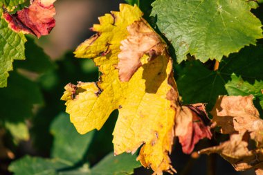 Fransa 'yı 22 Eylül 2020' de Reims kırsalındaki Taittinger Champagne House Vineyard 'a götürüyor. Taittinger, istisnai ürünler yaratma hizmetinde...