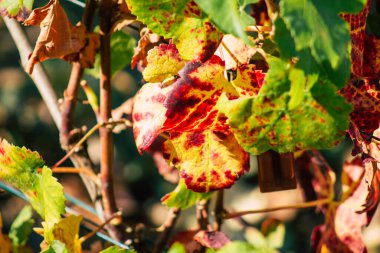Fransa 'yı 22 Eylül 2020' de Reims kırsalındaki Taittinger Champagne House Vineyard 'a götürüyor. Taittinger, istisnai ürünler yaratma hizmetinde...