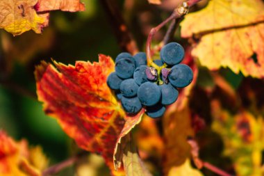 Fransa 'yı 22 Eylül 2020' de Reims kırsalındaki Taittinger Champagne House Vineyard 'a götürüyor. Taittinger, istisnai ürünler yaratma hizmetinde...