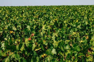 Fransa 'yı 22 Eylül 2020' de Reims kırsalındaki Taittinger Champagne House Vineyard 'a götürüyor. Taittinger, istisnai ürünler yaratma hizmetinde...