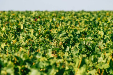 Fransa 'yı 22 Eylül 2020' de Reims kırsalındaki Taittinger Champagne House Vineyard 'a götürüyor. Taittinger, istisnai ürünler yaratma hizmetinde...