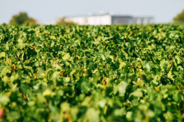 Fransa 'yı 22 Eylül 2020' de Reims kırsalındaki Taittinger Champagne House Vineyard 'a götürüyor. Taittinger, istisnai ürünler yaratma hizmetinde...
