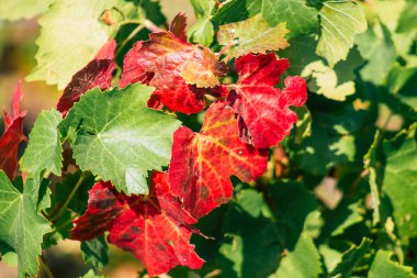 Fransa 'yı 22 Eylül 2020' de Reims kırsalındaki Taittinger Champagne House Vineyard 'a götürüyor. Taittinger, istisnai ürünler yaratma hizmetinde...