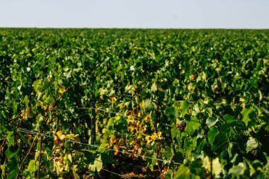 Fransa 'yı 22 Eylül 2020' de Reims kırsalındaki Taittinger Champagne House Vineyard 'a götürüyor. Taittinger, istisnai ürünler yaratma hizmetinde...