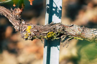 Fransa 'yı 22 Eylül 2020' de Reims kırsalındaki Taittinger Champagne House Vineyard 'a götürüyor. Taittinger, istisnai ürünler yaratma hizmetinde...