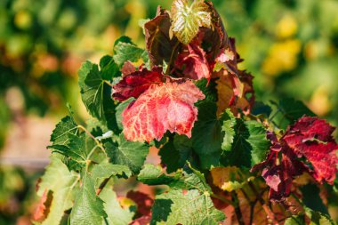 Fransa 'yı 22 Eylül 2020' de Reims kırsalındaki Taittinger Champagne House Vineyard 'a götürüyor. Taittinger, istisnai ürünler yaratma hizmetinde...
