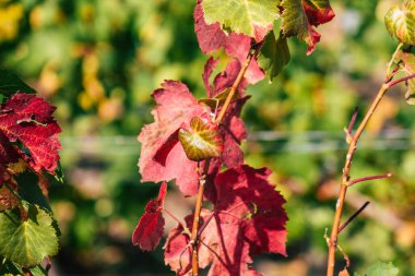 Fransa 'yı 22 Eylül 2020' de Reims kırsalındaki Taittinger Champagne House Vineyard 'a götürüyor. Taittinger, istisnai ürünler yaratma hizmetinde...
