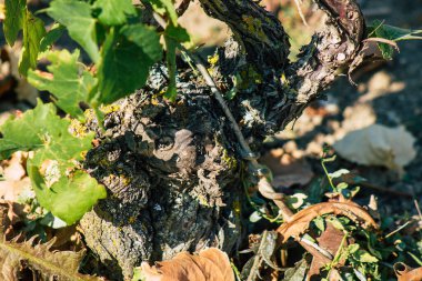 Fransa 'yı 22 Eylül 2020' de Reims kırsalındaki Taittinger Champagne House Vineyard 'a götürüyor. Taittinger, istisnai ürünler yaratma hizmetinde...