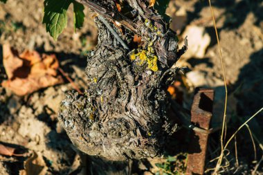 Fransa 'yı 22 Eylül 2020' de Reims kırsalındaki Taittinger Champagne House Vineyard 'a götürüyor. Taittinger, istisnai ürünler yaratma hizmetinde...