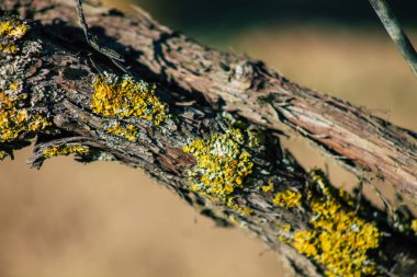 Fransa 'yı 22 Eylül 2020' de Reims kırsalındaki Taittinger Champagne House Vineyard 'a götürüyor. Taittinger, istisnai ürünler yaratma hizmetinde...