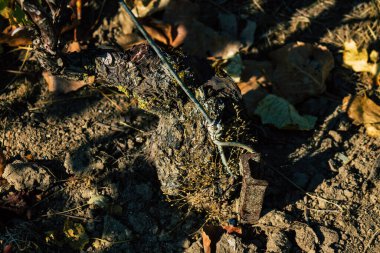 Fransa 'yı 22 Eylül 2020' de Reims kırsalındaki Taittinger Champagne House Vineyard 'a götürüyor. Taittinger, istisnai ürünler yaratma hizmetinde...