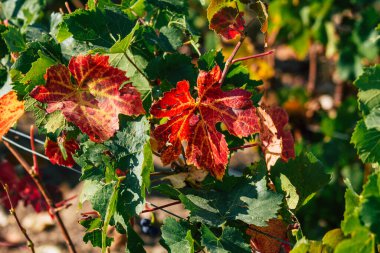 Fransa 'yı 22 Eylül 2020' de Reims kırsalındaki Taittinger Champagne House Vineyard 'a götürüyor. Taittinger, istisnai ürünler yaratma hizmetinde...