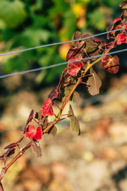 Fransa 'yı 22 Eylül 2020' de Reims kırsalındaki Taittinger Champagne House Vineyard 'a götürüyor. Taittinger, istisnai ürünler yaratma hizmetinde...