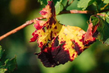 Fransa 'yı 22 Eylül 2020' de Reims kırsalındaki Taittinger Champagne House Vineyard 'a götürüyor. Taittinger, istisnai ürünler yaratma hizmetinde...