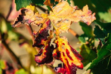Fransa 'yı 22 Eylül 2020' de Reims kırsalındaki Taittinger Champagne House Vineyard 'a götürüyor. Taittinger, istisnai ürünler yaratma hizmetinde...
