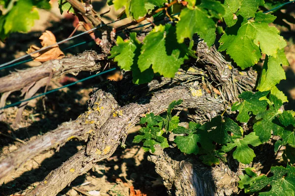 Fransa 'yı 22 Eylül 2020' de Reims kırsalındaki Taittinger Champagne House Vineyard 'a götürüyor. Taittinger, istisnai ürünler yaratma hizmetinde...