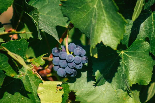 Fransa 'yı 22 Eylül 2020' de Reims kırsalındaki Taittinger Champagne House Vineyard 'a götürüyor. Taittinger, istisnai ürünler yaratma hizmetinde...