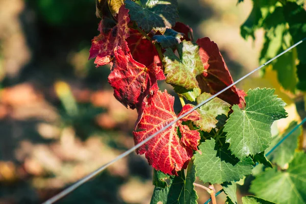 Fransa 'yı 22 Eylül 2020' de Reims kırsalındaki Taittinger Champagne House Vineyard 'a götürüyor. Taittinger, istisnai ürünler yaratma hizmetinde...
