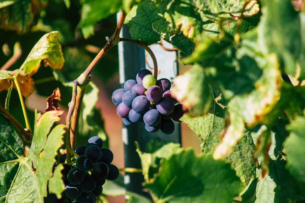 Reims Frankrike September 2020 Utsikt Över Taittinger Champagne Hus Vingård — Stockfoto